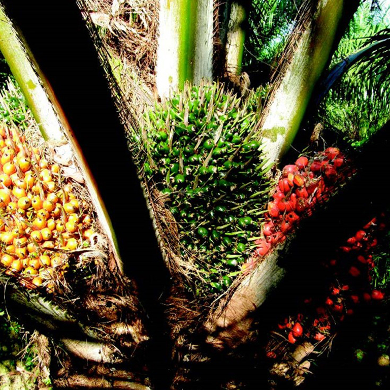 Harvesting
