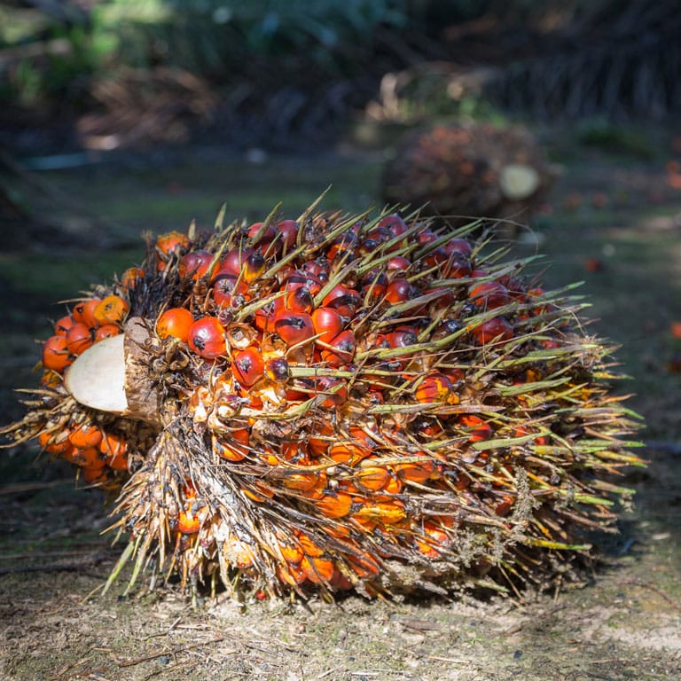 A fresh fruit bunch